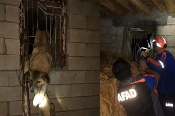 Pencere korkuluklarına sıkışan köpeği AFAD kurtardı