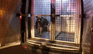 Polis memuru ve gece bekçisi pitbull saldırısında yaralandı
