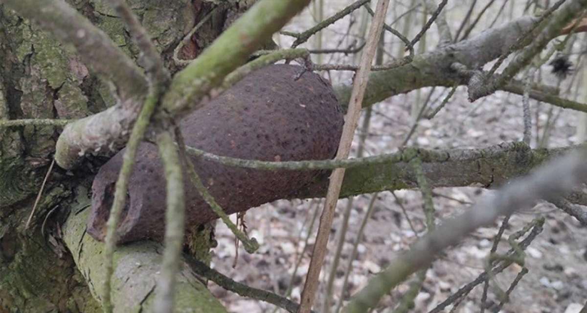 Polonya'da bir ağaçta 2. Dünya Savaşı'ndan kalma bomba bulundu