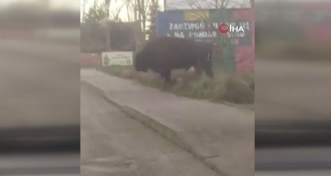 Polonya'da bizonlardan trafik dersi