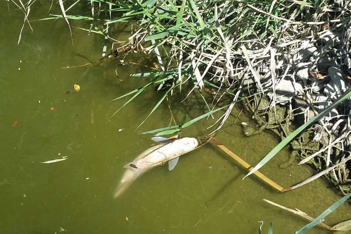 Porsuk'ta balık ölümleri devam ediyor