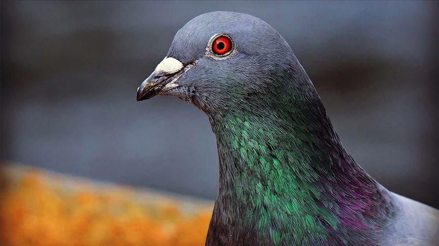 Posta güvercini ’New Kim’ 1,6 milyon avroya satıldı