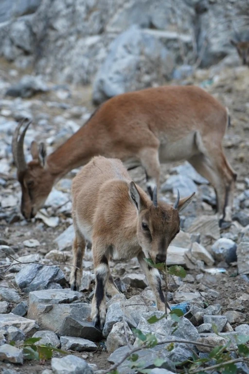 Pozantı'da yaban keçileri görüntülendi