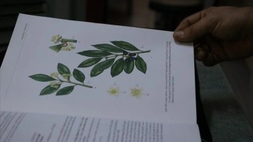 "Resimli Türkiye Florası" projesi bitkilerin Türkçe isimleriyle tanınmasına katkı sunacak