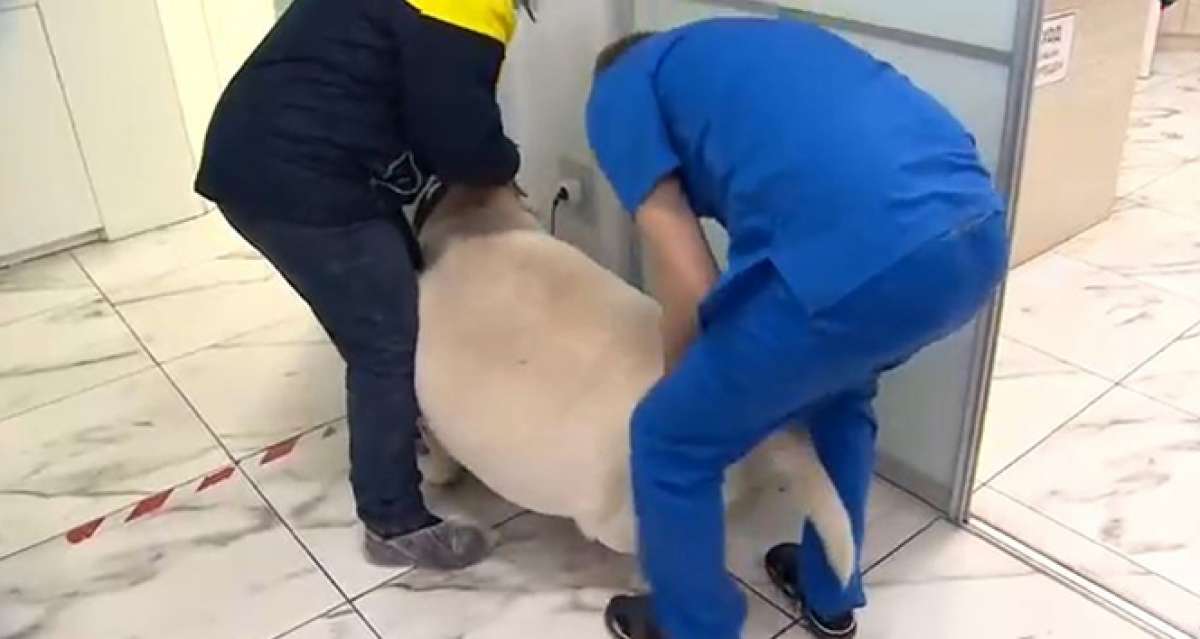Rusya'da 87 kiloluk köpek rehabilitasyona alındı
