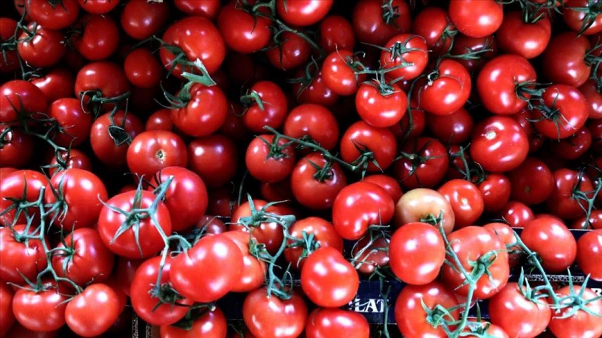 Rusya'nın domates kotasını yükseltmesi Antalya'daki üreticileri ve ihracatçıları sevindird