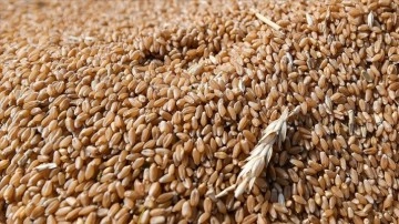 Rusya'nın tahıl anlaşmasına geri dönmesiyle buğday fiyatları yüzde 6'nın üzerinde düşüş ka