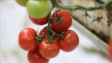 Rusya'nın Türkiye'den domates ithalatı kotasını arttırması ihracat rakamlarına olumlu yans