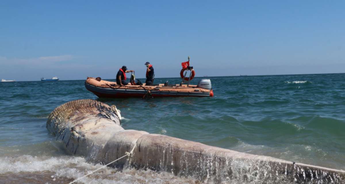 Sahile çıkarılan dev balina görenleri şaşkına çevirdi