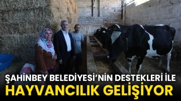Şahinbey Belediyesi’nin Destekleri İle Hayvancılık Gelişiyor 