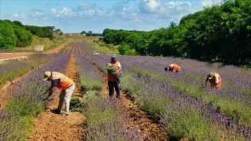 Sakarya Botanik Vadisi'nde &uuml;retilen tıbbi ve aromatik bitkilerin y&uuml;zde 90'ı ihra&ccedil; edildi