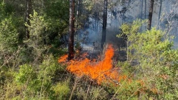 Sakarya'da ormanlık alanda çıkan yangına müdahale ediliyor