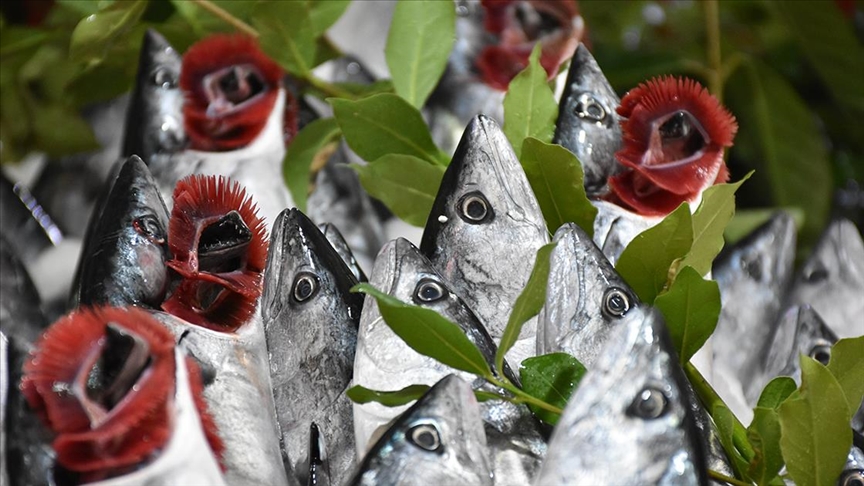 Samsun'dan yıllık 20 milyon dolarlık balık ihraç ediliyor