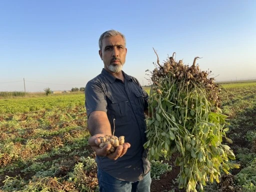 Şanlıurfa'da pamuk yerini yer fıstığına bırakıyor