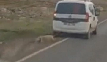 Şanlıurfa'da insanlık dışı görüntü: Koyunu aracın arkasına bağlayıp sürüklediler
