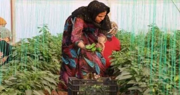 Şanlıurfa’da kadınlar yeni yıla isot hasadıyla başladı