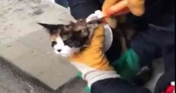 Şanlıurfa’da kedi kurtarma operasyonu