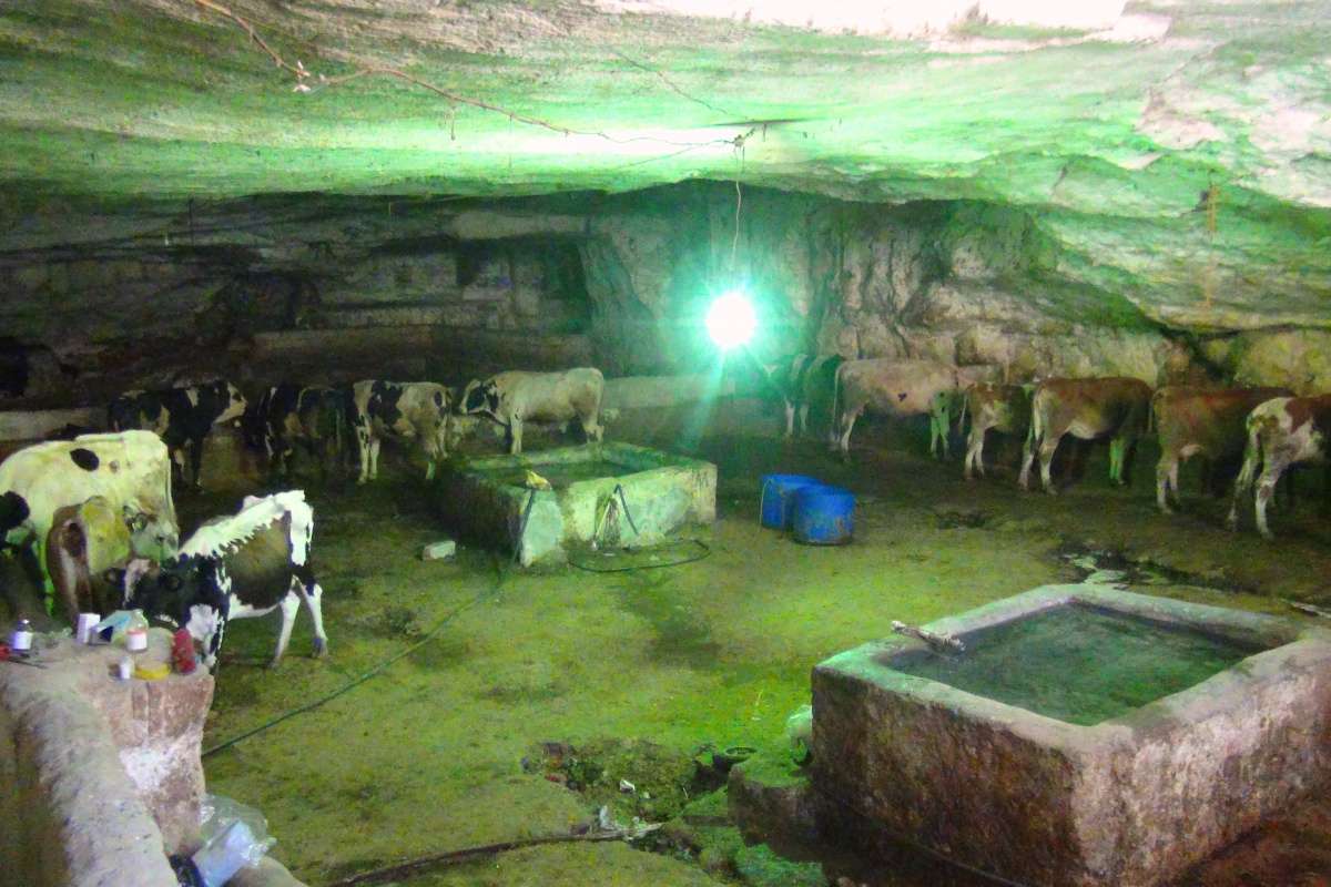Şanlıurfa'da kurbanlıklar 20 derecelik mağaralarda besleniyor