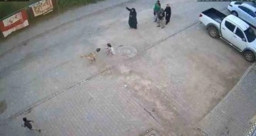 Şanlıurfa’da sokak köpeği ailesiyle yolda yürüyen çocuğa saldırdı
