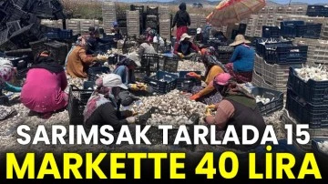 Sarımsak tarlada 15, markette 40 lira