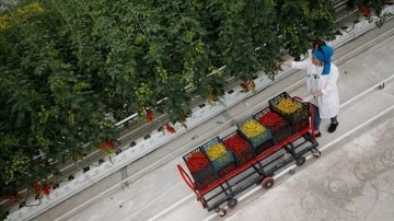 Seracılık Mükemmeliyet Merkezi'nde 4 ayda 550 ton domates üretildi