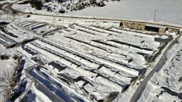 Sevgililer Günü için hazırlanan 2 milyon dal gül kardan çöken seranın altında kaldı