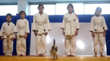 Sevimli kedi yavrusu 'Karamel' küçük judocuların maskotu oldu