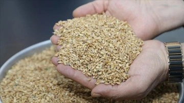 Sezonun ilk hasat edilen buğdayı Gaziantep Ticaret Borsası'nda işlem gördü