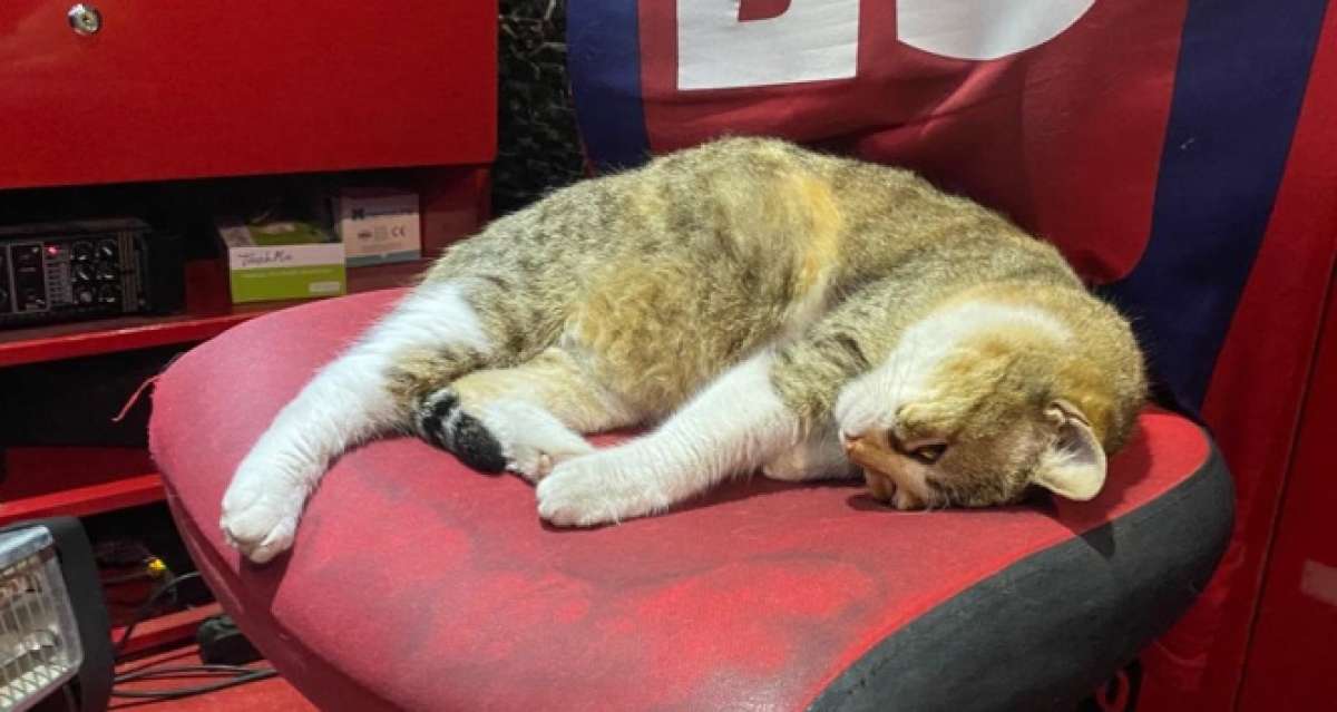 Şiddete maruz kalan sokak kedisi koruma altına alındı