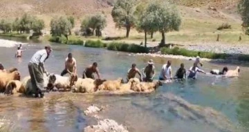 Siirt’te yıllardır kuzu yıkama günü gerçekleştiriliyor