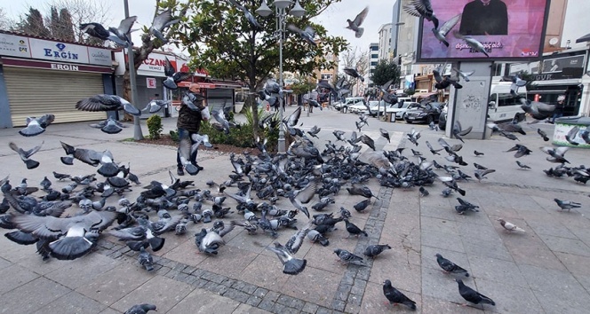 Silivri'de aç kalan güvercinleri polis besledi