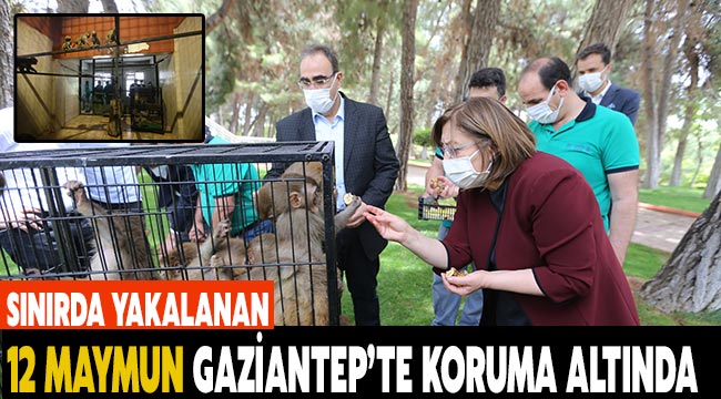  Sınırda yakalanan 12 maymun Gaziantep’te koruma altına alındı