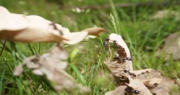 Şırnak’ta havaların ısınmasıyla karıncalar yuvalarından çıkıyor