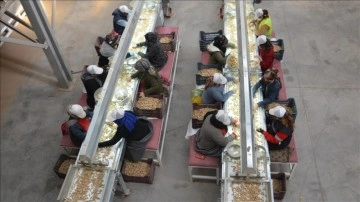 Şırnak'ta kurulan tesisler yer fıstığı &uuml;reticilerinin piyasadaki etkinliğini artırdı