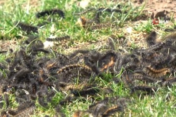 Şırnak'ta tırtıl istilası, k&ouml;yl&uuml;ler tedirgin