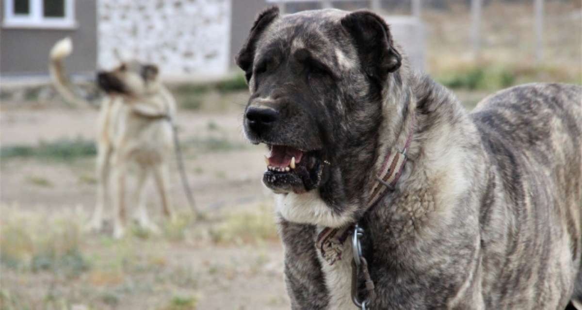 Sivas'ın ünlü kangal köpeğini Karaman'da yetiştiriyor