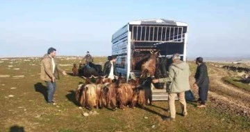Siverek’te çalınan hayvanlar Diyarbakır’da bulundu