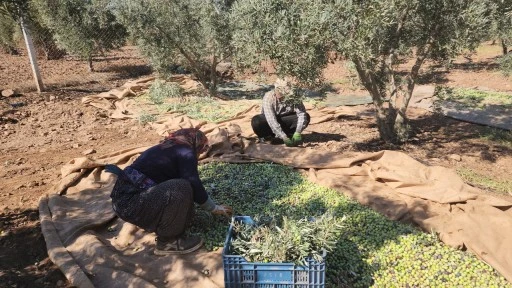 Sofralık zeytinde bereketli hasat, kilogram fiyatı 55 TL'den tarladan alıcı buluyor