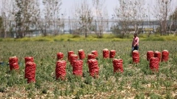 Soğan fiyatlarının 17-20 TL'ye d&uuml;şmesi bekleniyor