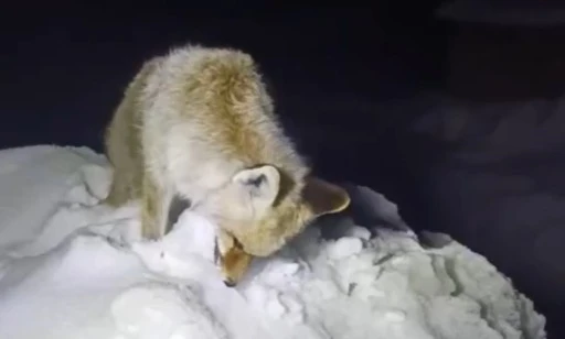 Soğuk Hava Tilkiyi Ayakta Dondurdu