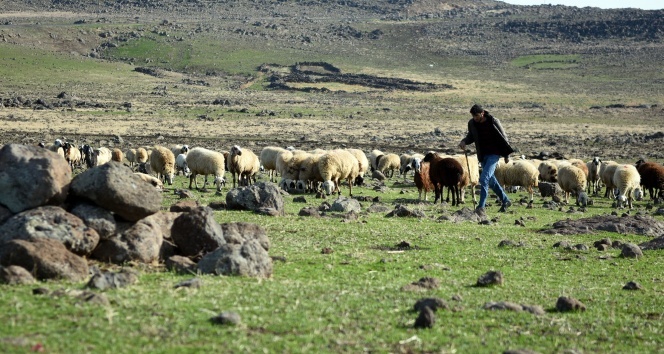 Sokağa çıkma kısıtlamasında çobanlar işlerinin başında