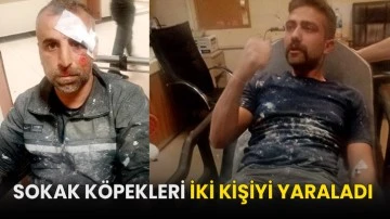 Sokak köpekleri iki kişiyi yaraladı!