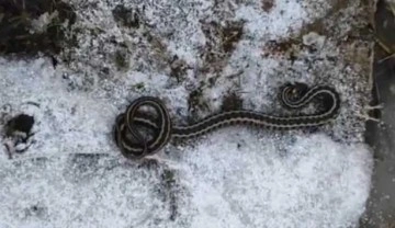 Şubat ayında yılanların şaşırtan görüntüsü! Birçok ilde aynı anda ortaya çıktılar