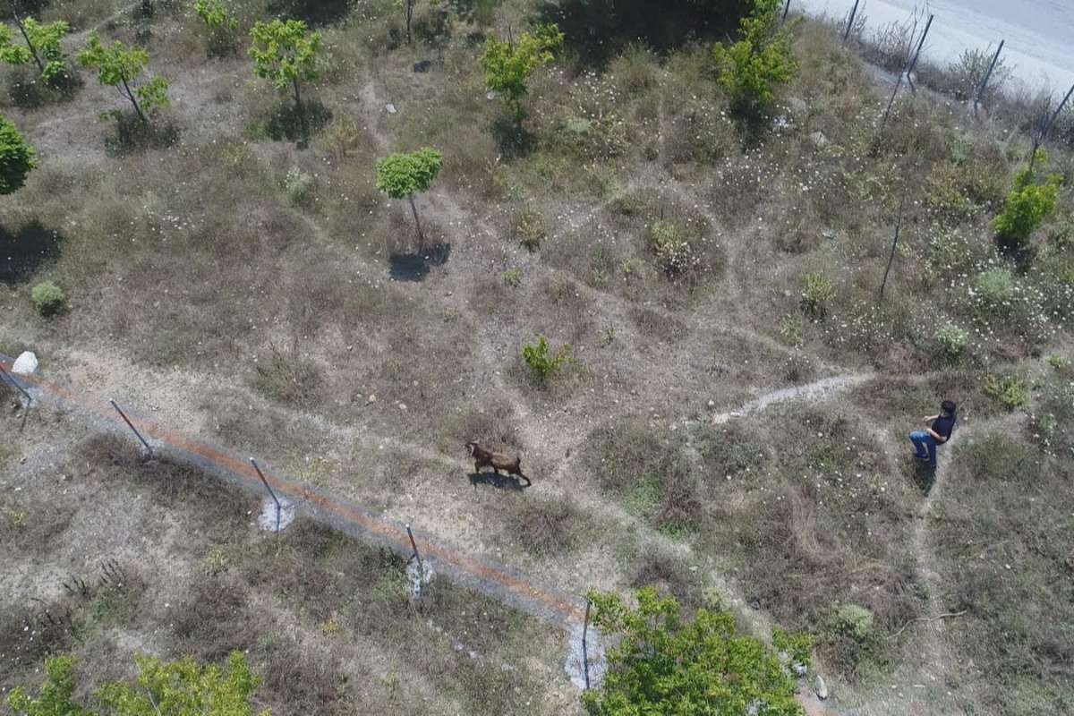 Sultangazi'de kaçan kurbanlığı yakalama çabası drone ile görüntülendi