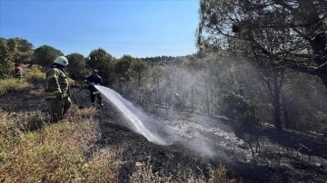 Sultangazi'de ormanlık alanda yangın çıktı