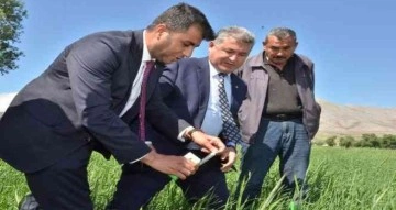 Süne ile mücadele için tarlalara 130 bin "arıcık" salındı