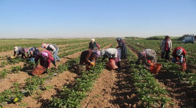 Suriye sınırında acı hasat