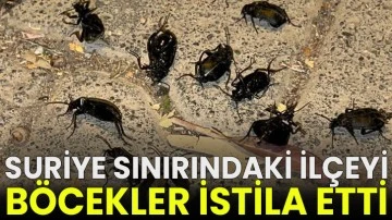 Suriye sınırındaki ilçeyi böcekler istila etti