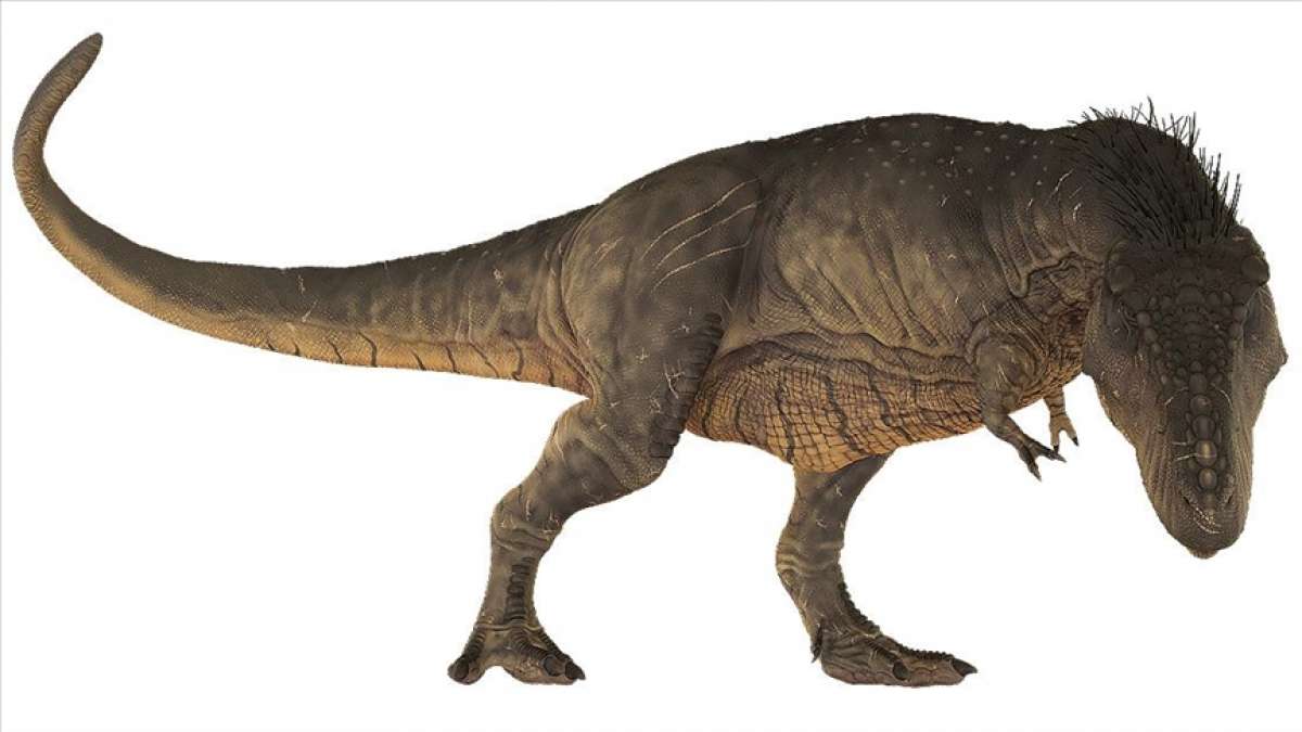 'T-Rex' dinozor türünün sanılandan oldukça yavaş yürüdüğü belirlendi