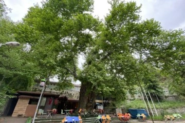 Tarihi çınar ağacı yıllara meydan okuyor